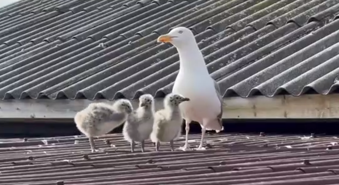 «Достается и нашим инспекторам»: на крыше здания Кандалакшского заповедника чайка охраняет птенцов-пуховичков