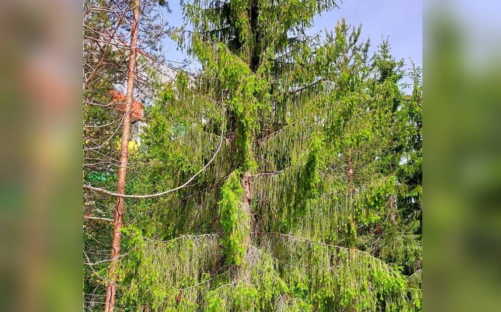 Дерево из сказки: в Полярных Зорях растет «плакучая» ель