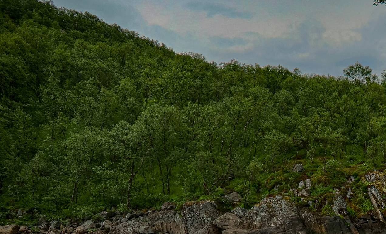 В заполярном Минприроды опровергли факт убийства медвежонка в Луостари