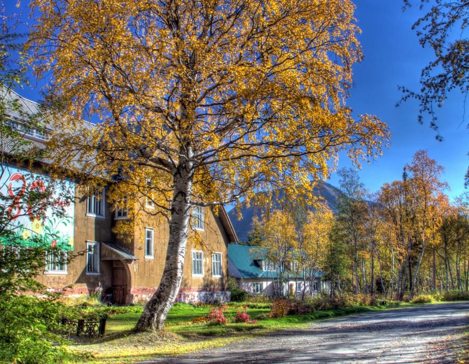 В Кировске туристы «замучали» 100-летнюю березу желаний