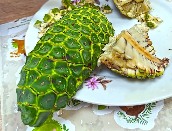 Странные снаружи — вкусные внутри: гости Ботсада в Кировске наелись плодов монстеры