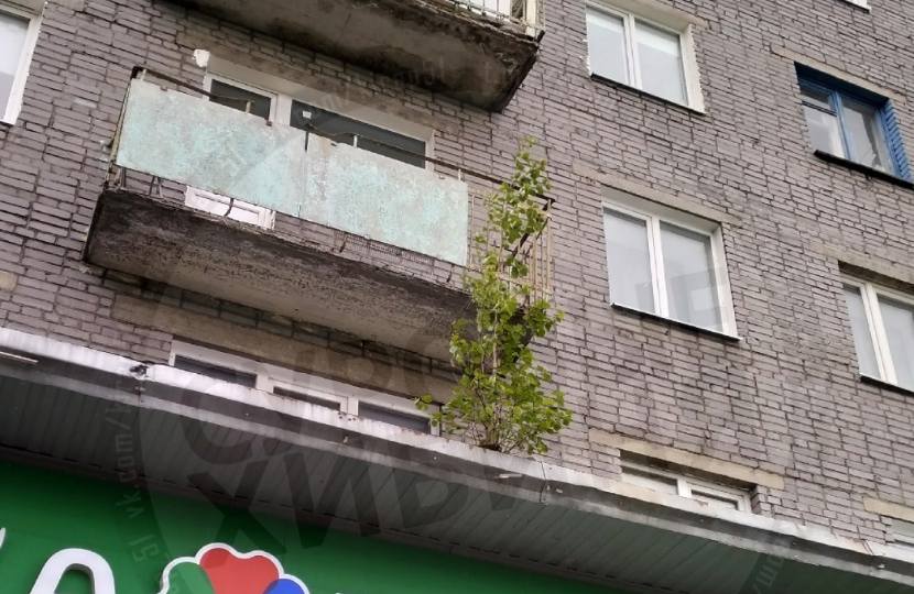 «Все повырубали, а это спряталось»: в Кировске на крыше магазина выросло дерево