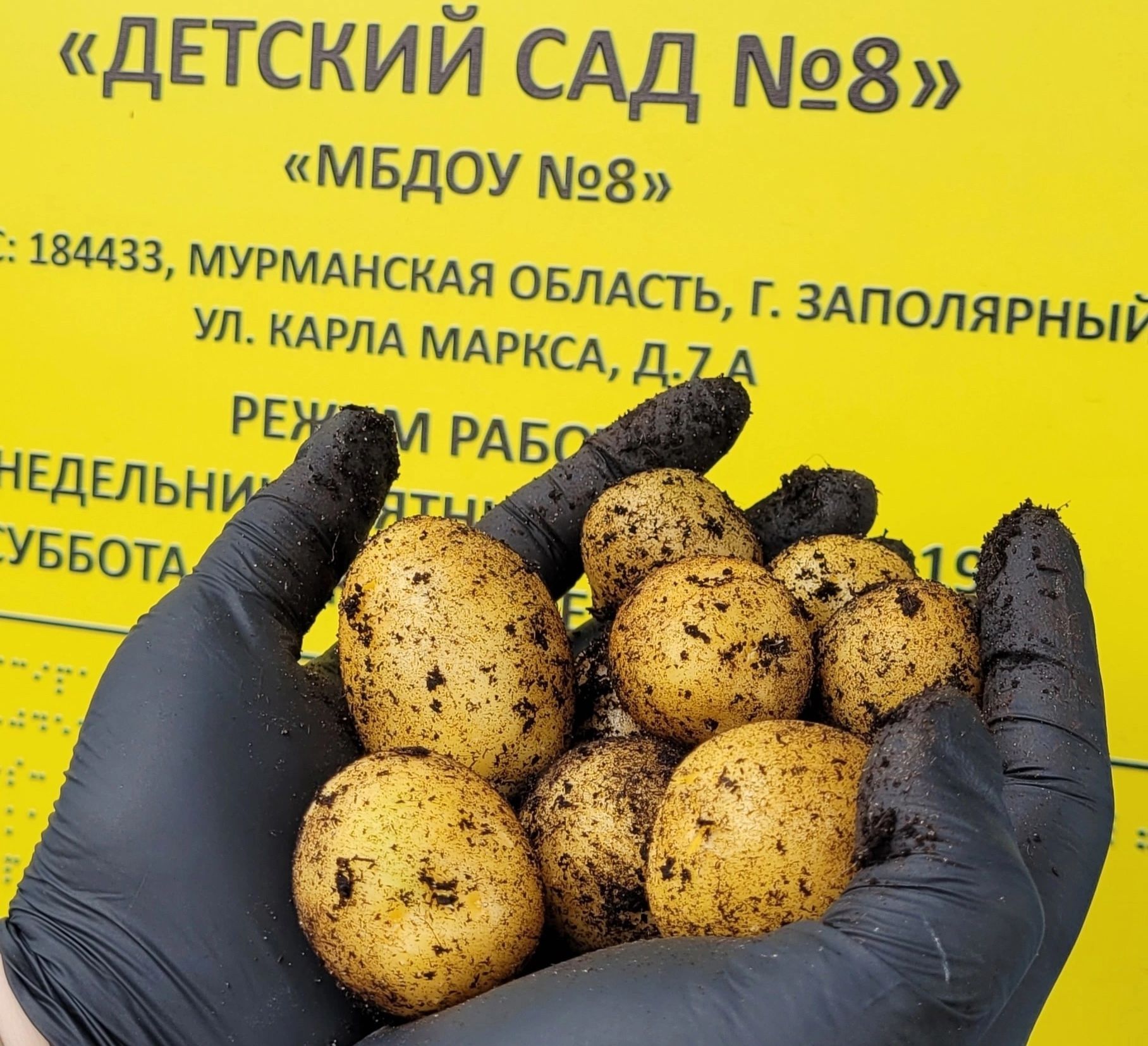 В Заполярном дошколята вырастили картофель и уже собрали урожай
