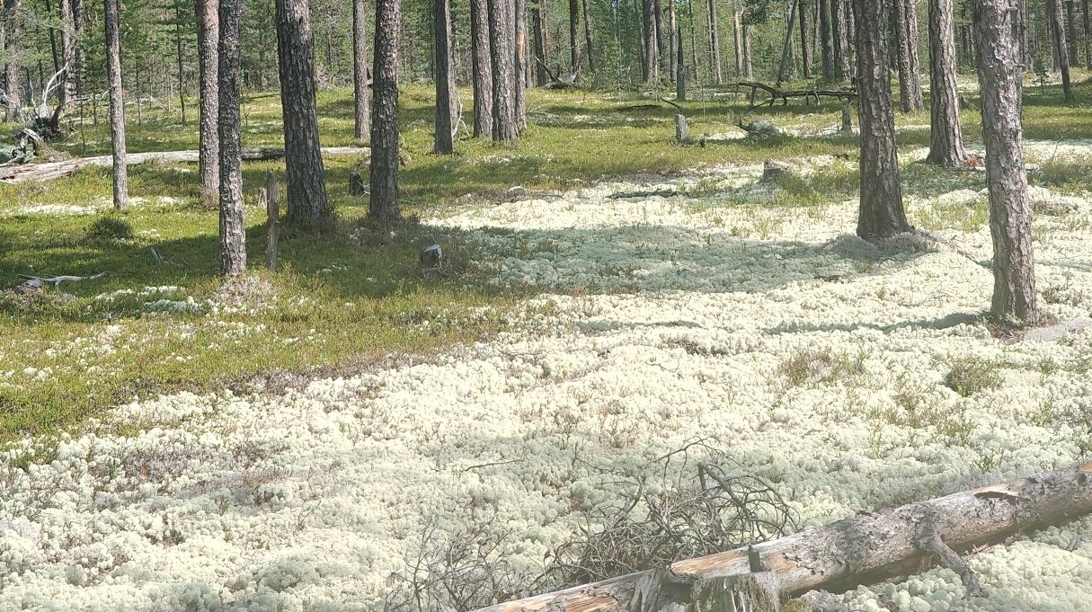 Эксперты: «Олений мох в Мурманской области — не мох, а лишайник»