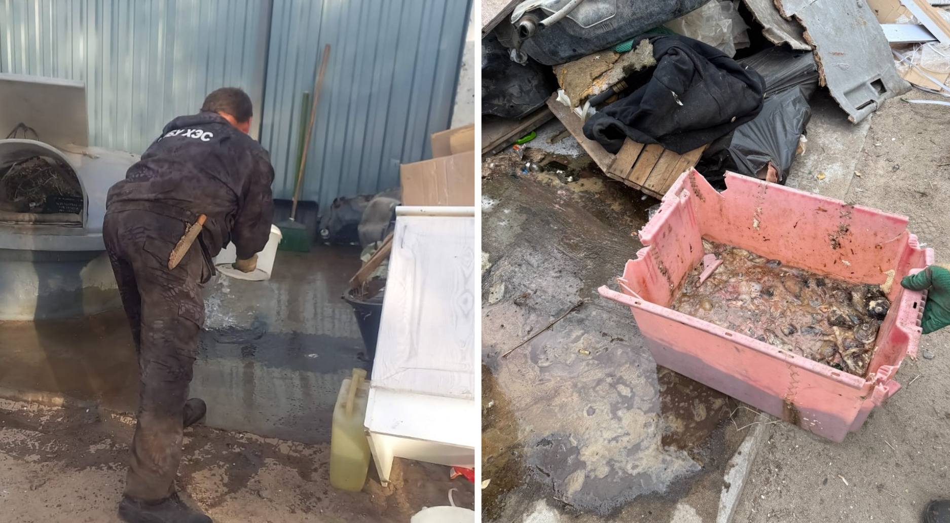 В Умбе рыбные отходы оставили на мусорке и завалили коробками: результат — гниение и опарыши