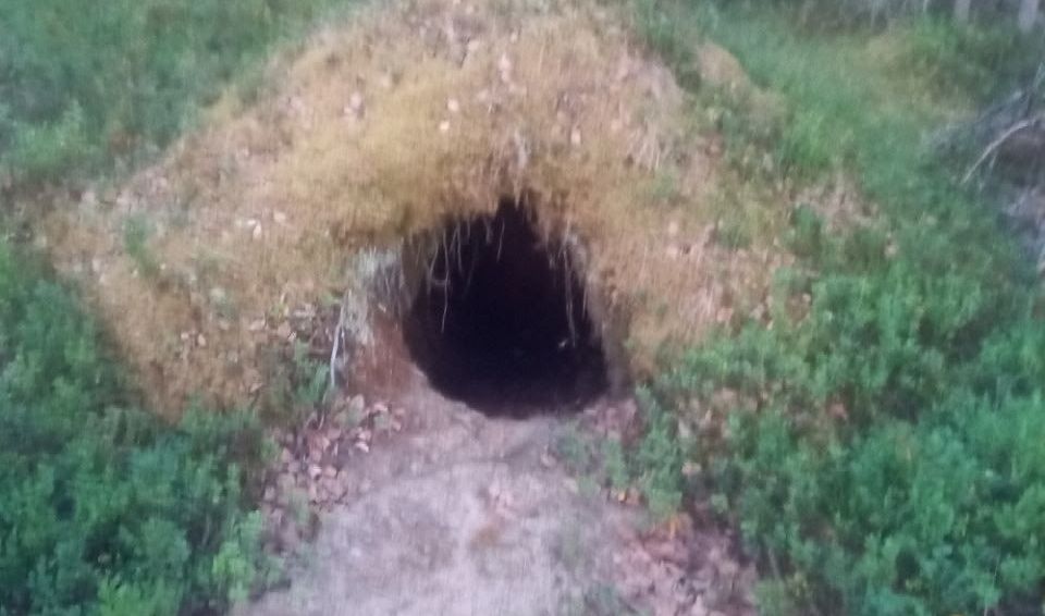 Близ Кандалакши молния подожгла лес — медведь чуть не лишился своей норы