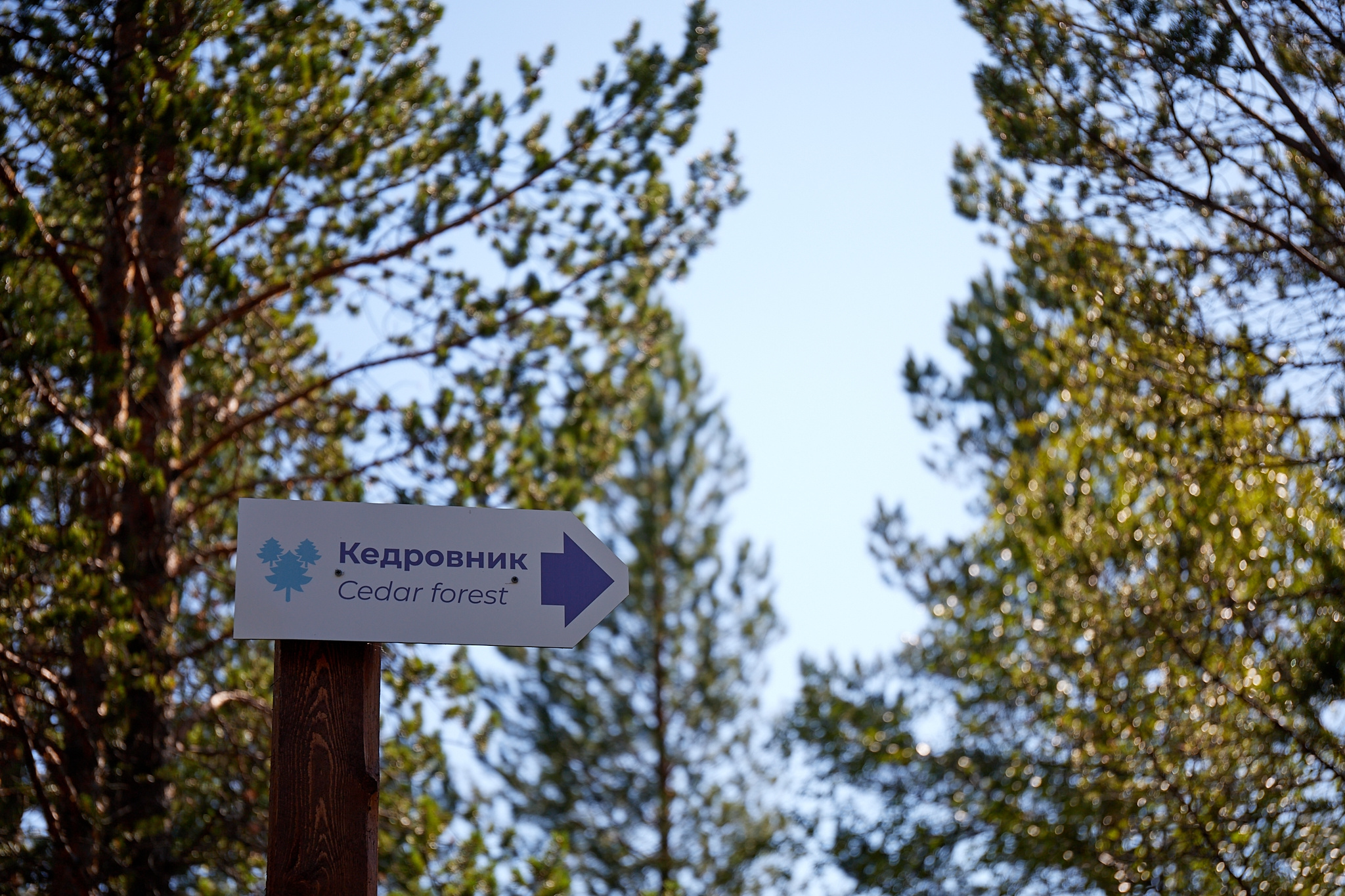 На берегу реки Шуонийоки в Печенгском округе выросли более 500 кедров