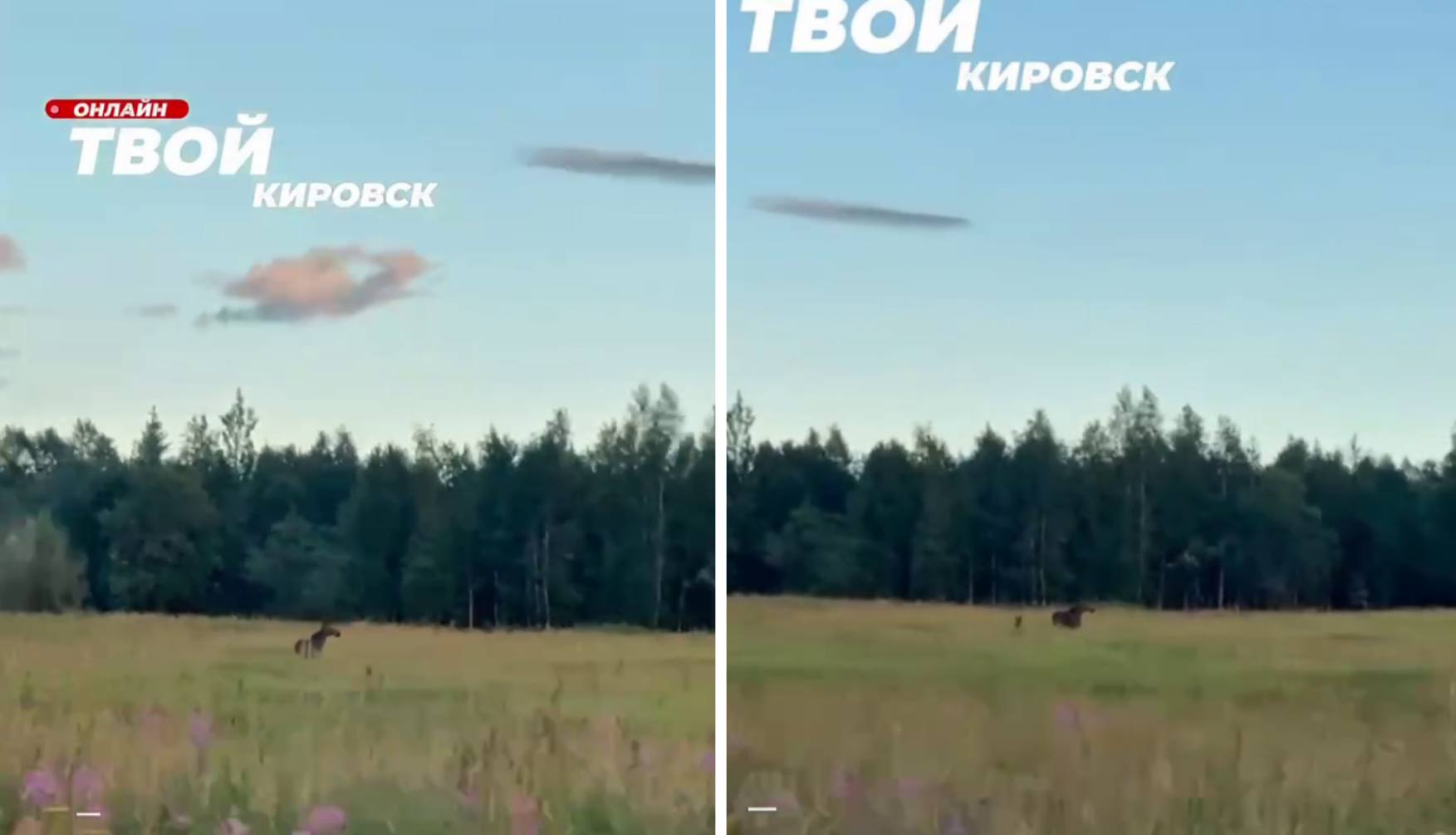 Семью лосей заметили у трассы под Кировском