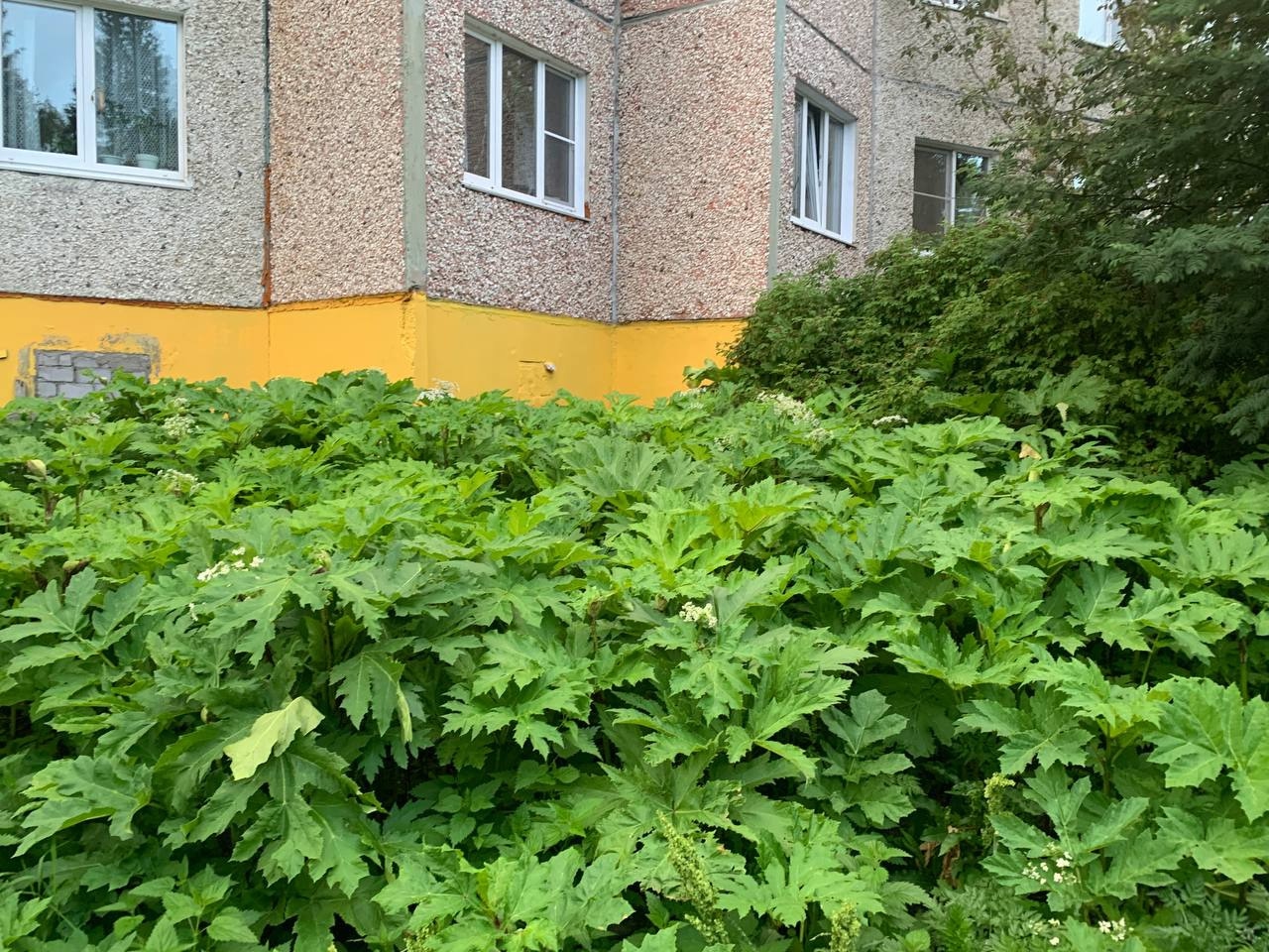 Жители Апатитов недовольны разросшимся борщевиком возле дома — в мэрии заверили, что всё под контролем