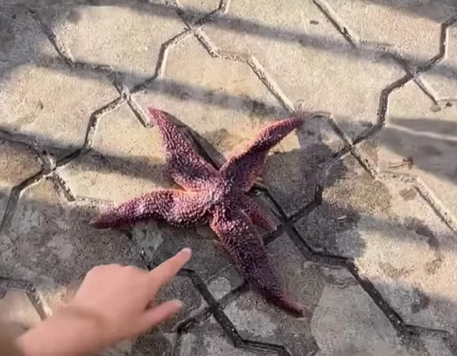 «Патрик уже не тот»: у причала Мурманского морвокзала поймали морскую звезду