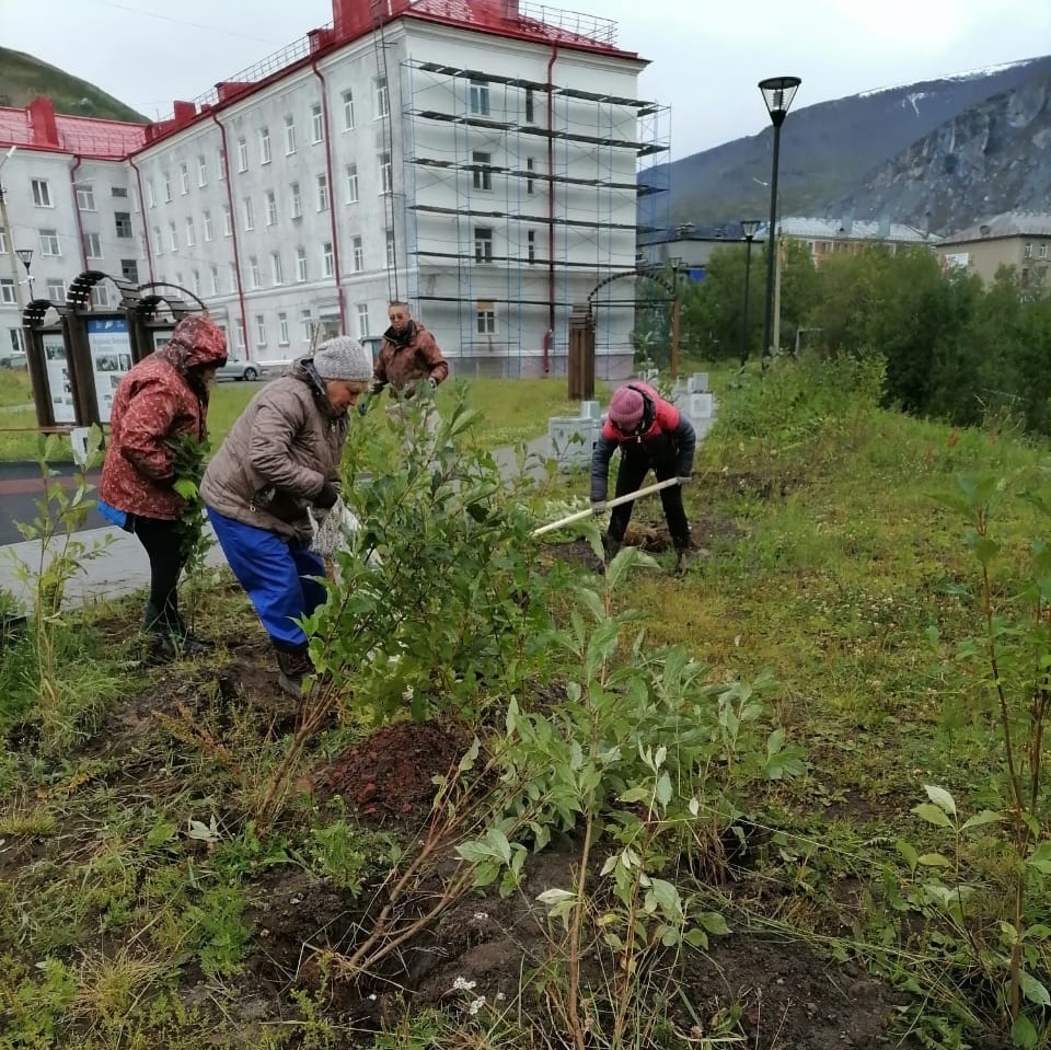 В сквере «Кукисвумчорр» в Кировске высадили 50 кустов сирени