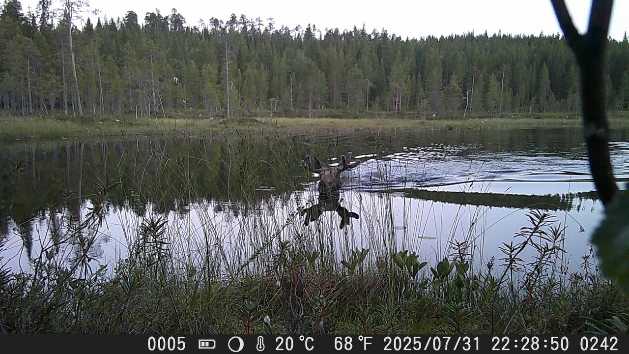 «Торчала из воды одна голова»: под Лувеньгой лось спасался от жары и насекомых в озере