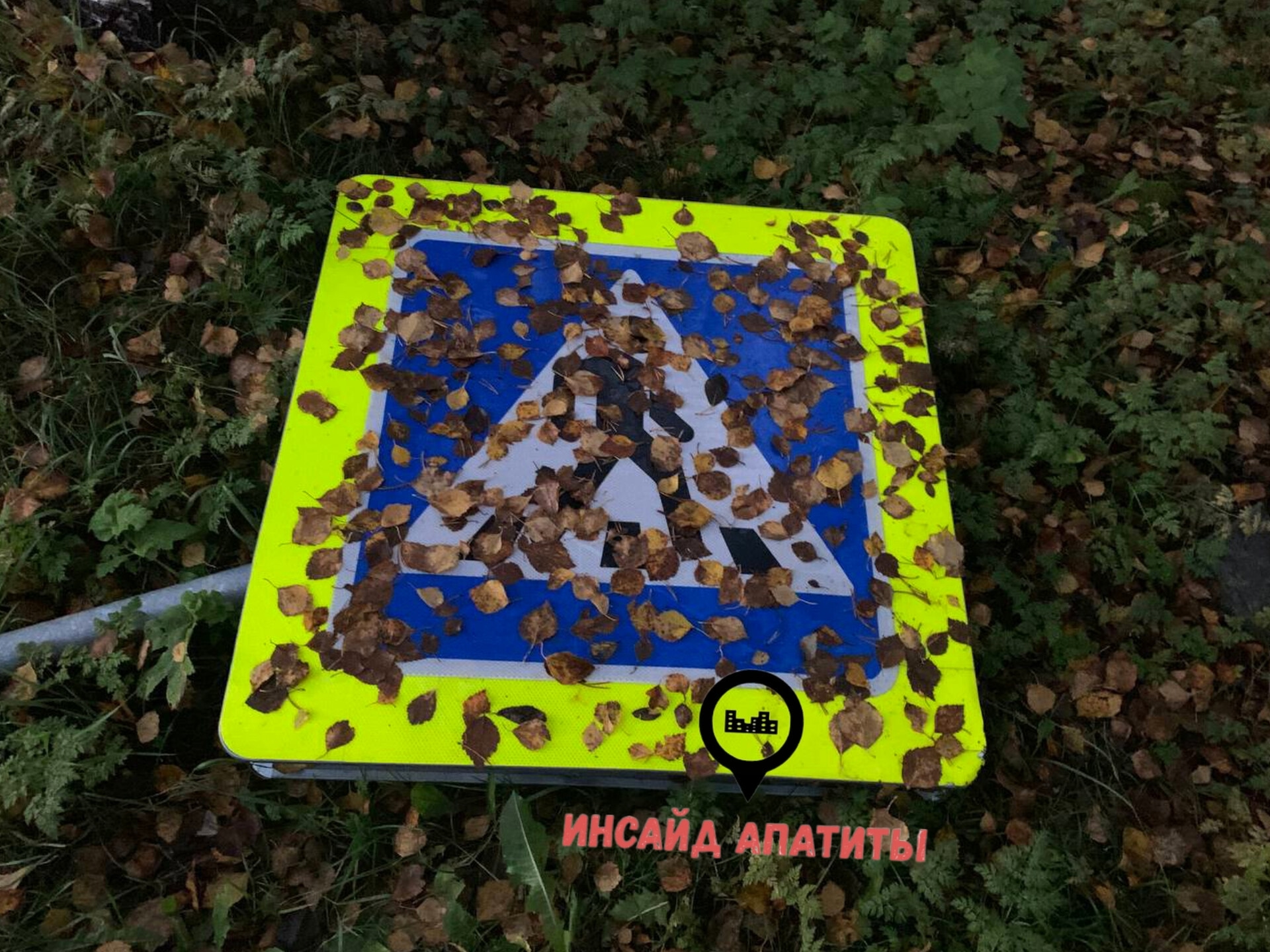 В Апатитах упал дорожный знак «пешеходный переход» — со временем его завалило опавшими листьями