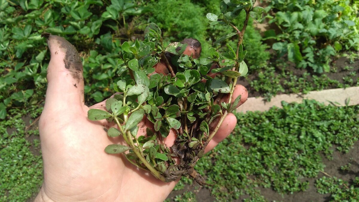Секретный деликатес на грядке: не спешите избавляться — этот сорняк сразит вас наповал