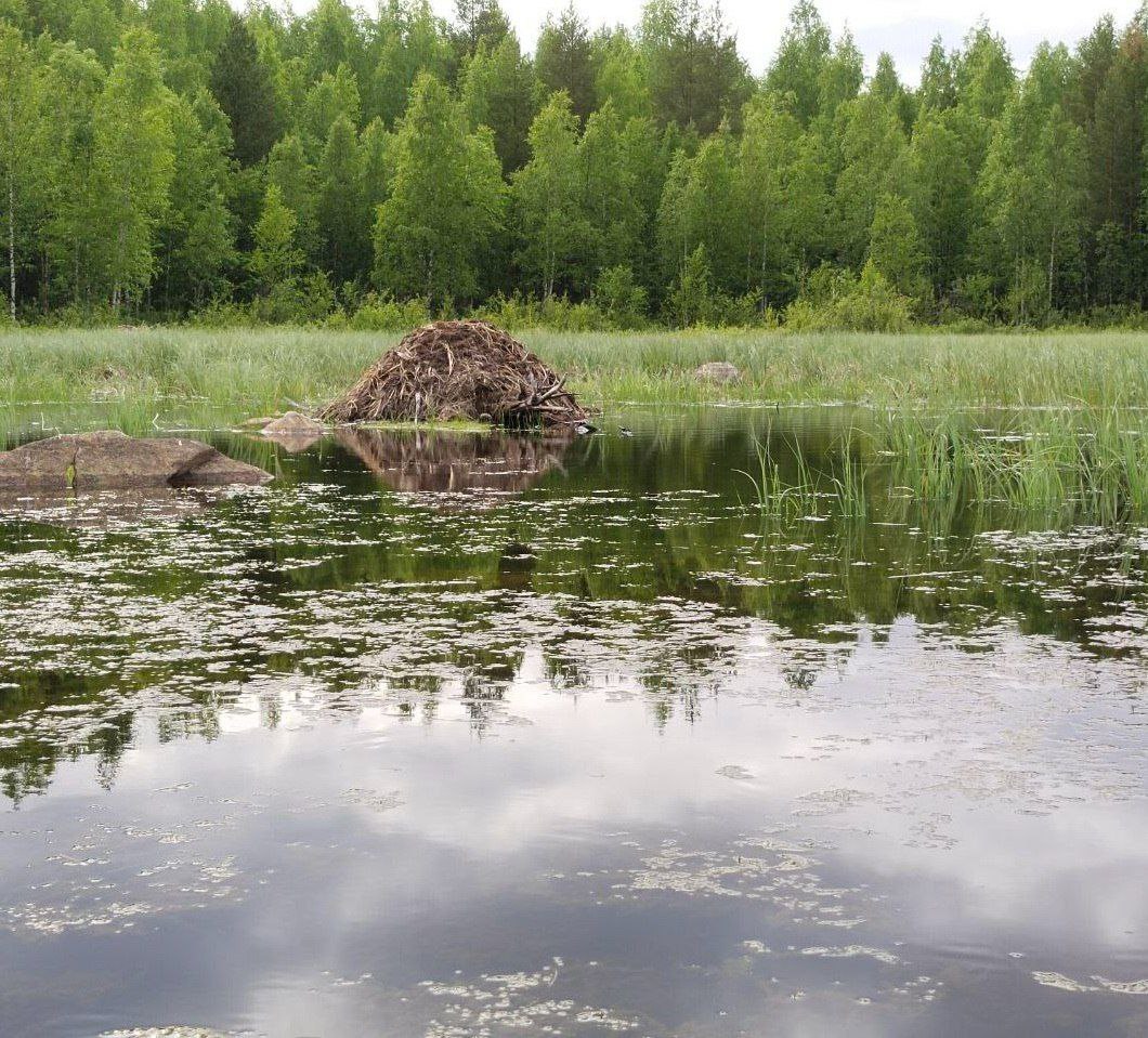 На Княжегубском водохранилище ондатра построила целый «особняк» из веток и травы