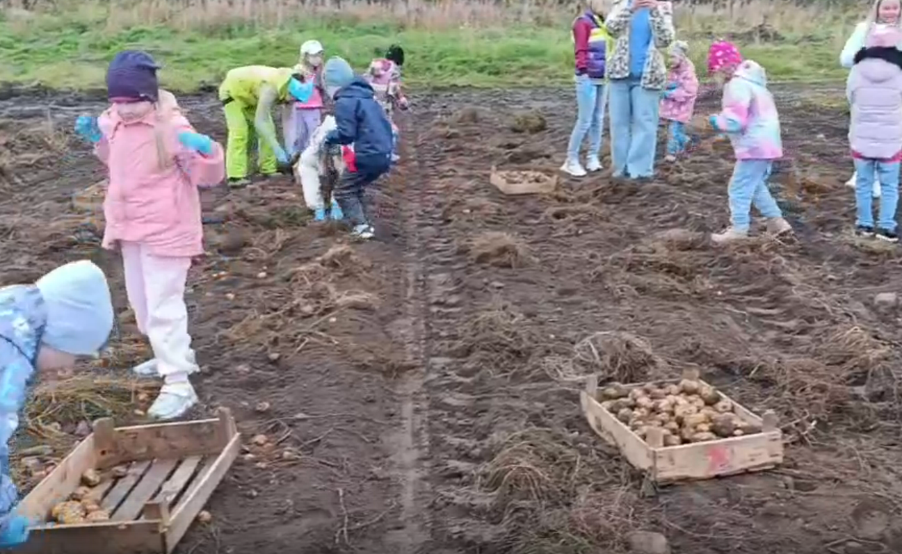«Весело и напевая песенки»: в Апатитах дошкольники помогли в уборке картофеля с поля ПОСВИР