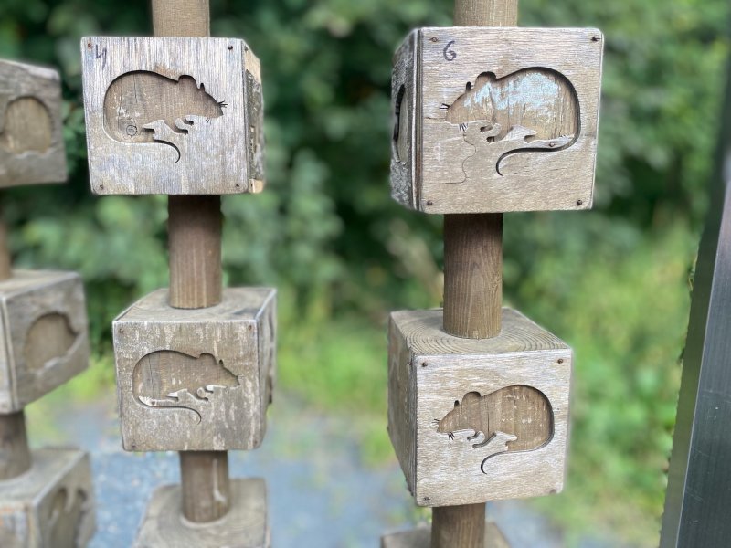 Пыталась кинуться на собаку: в квартиру жительницы Апатитов ночью пробралась крыса