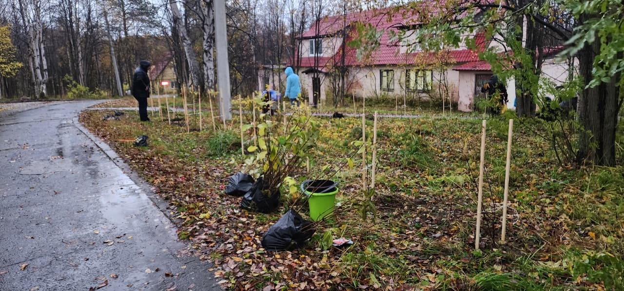 «Ливень не помешал»: в апатитском Академгородке ученые высадили сирень
