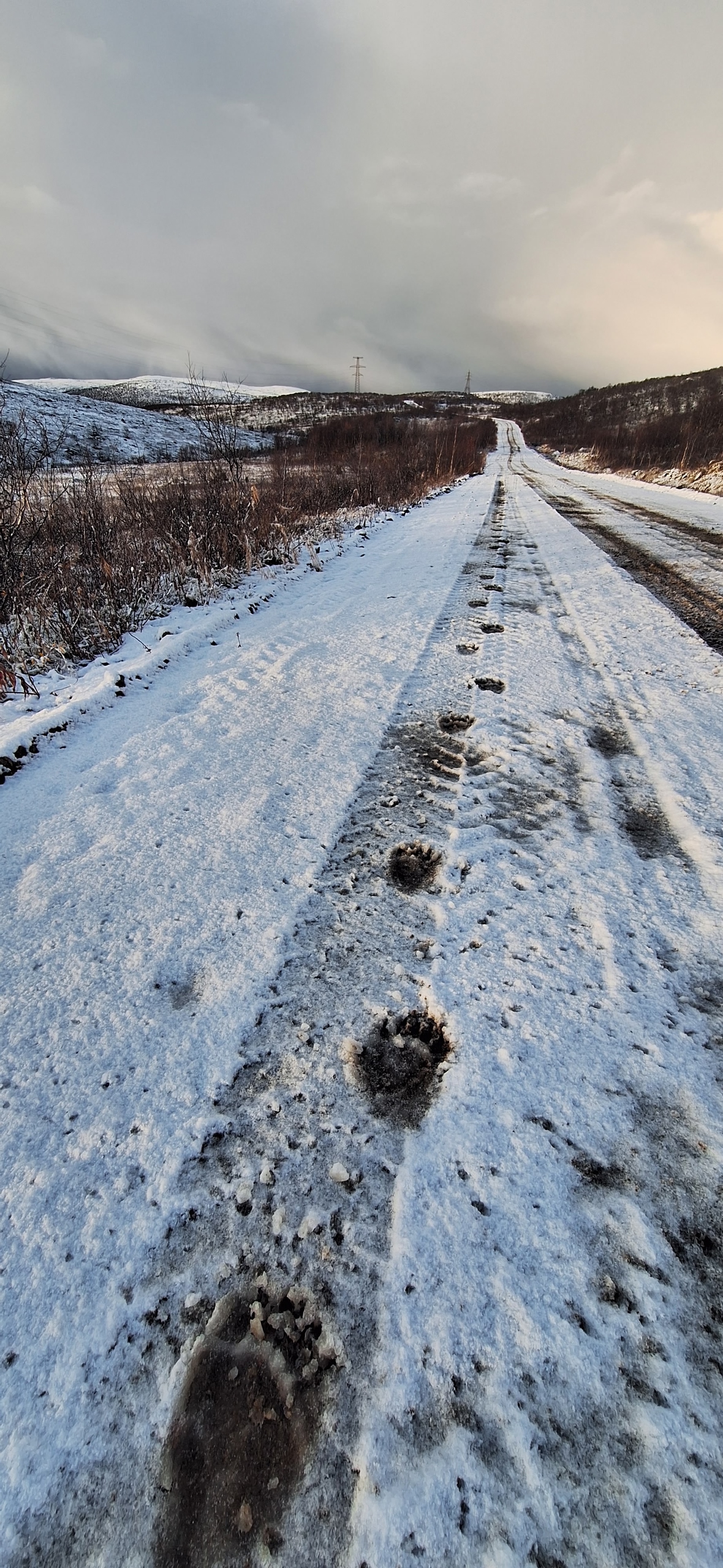 На дороге в Туманный медведь оставил множество следов