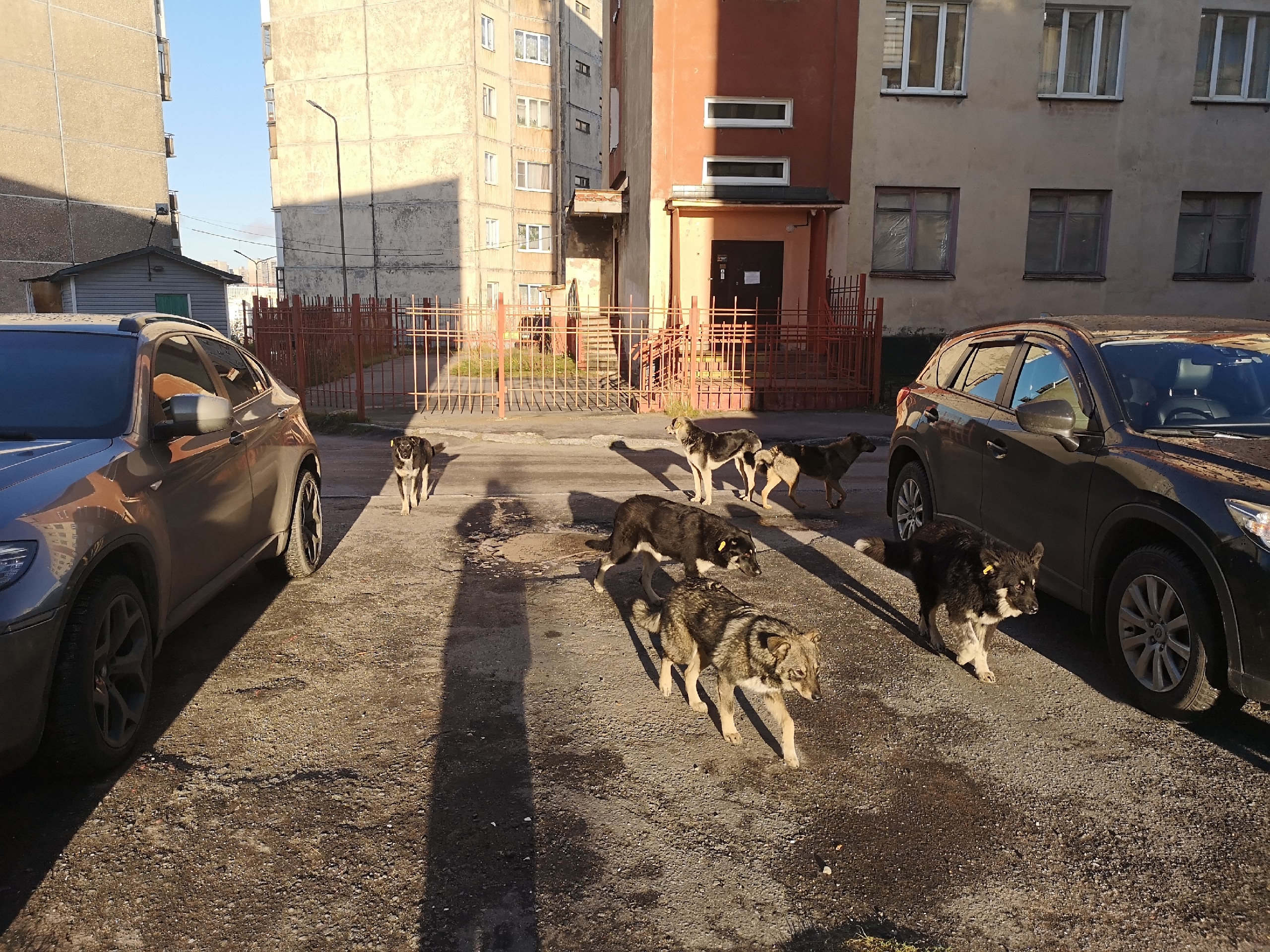 Возле детской библиотеки в Североморске прохожих пугает стая собак — трех уже отловили