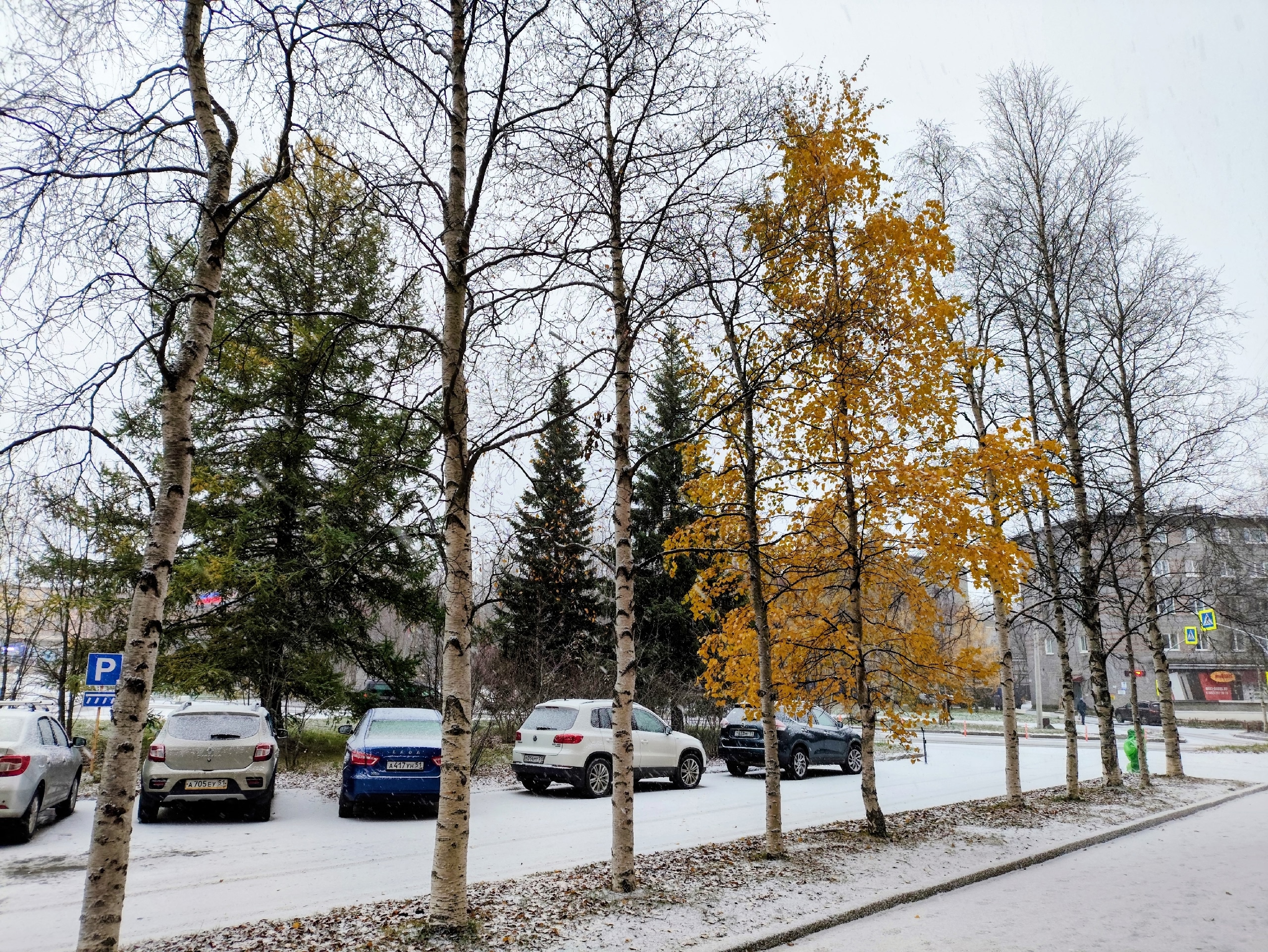 В Апатитах береза ни в какую не хочет скидывать листья
