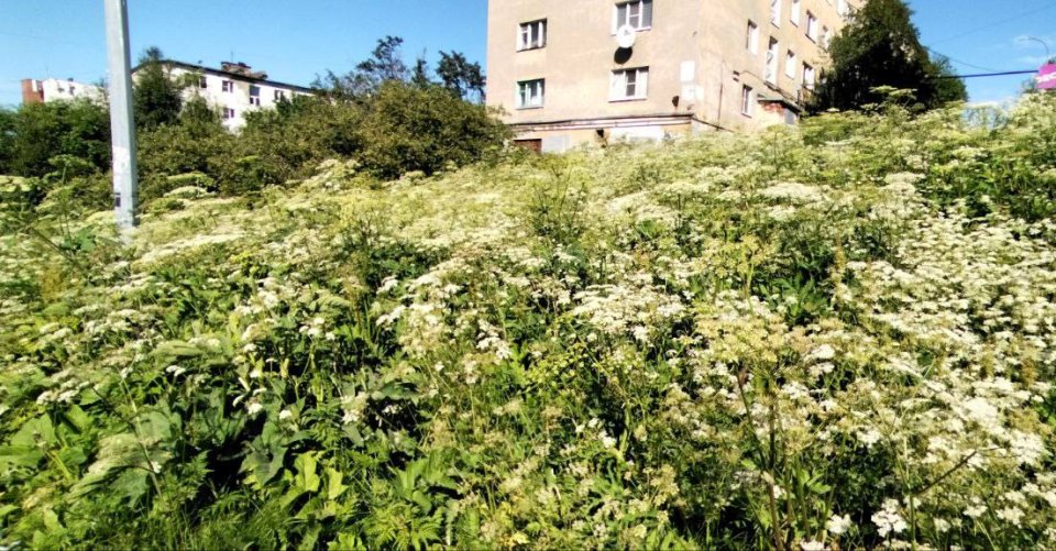 Директор ПАБСИ о борщевике Сосновского: «Готовим силы для борьбы в следующем сезоне»