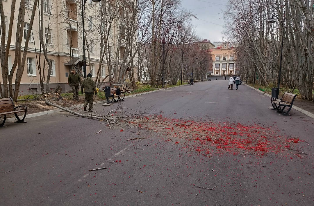 «Пней больше, чем деревьев»: в Североморске пожаловались на вырубку зеленых насаждений