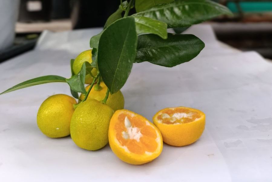 «Яркие, спелые, вкусные!»: кумкват созрел за считанные дни в оранжерее Кировска