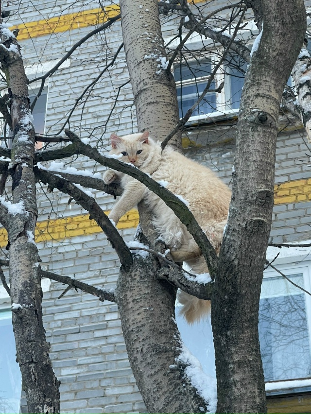 «На испуганного кота напала собака и он в стрессе залез на дерево»: в Мончегорске усатого хозяева выкинули на снег