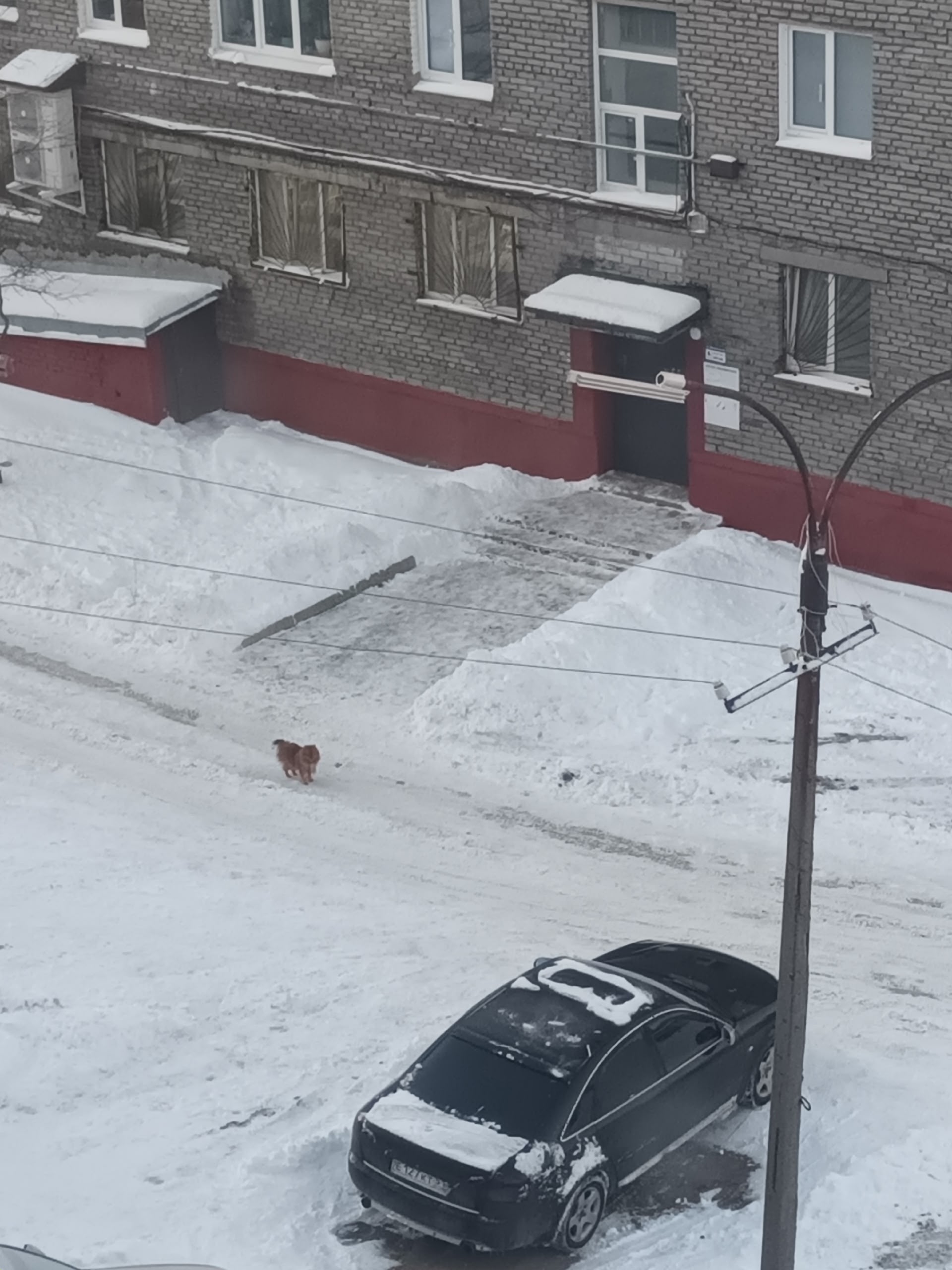 В Кировске хозяева выгоняют шпица одного на мороз – в соцсетях забили тревогу