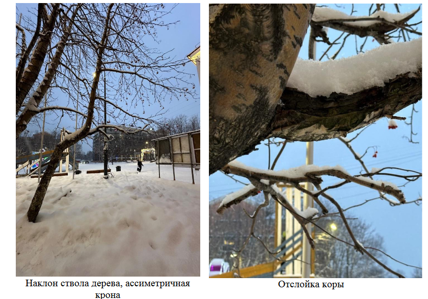 В Североморске на Рябиновой аллее вырубят 61 дерево