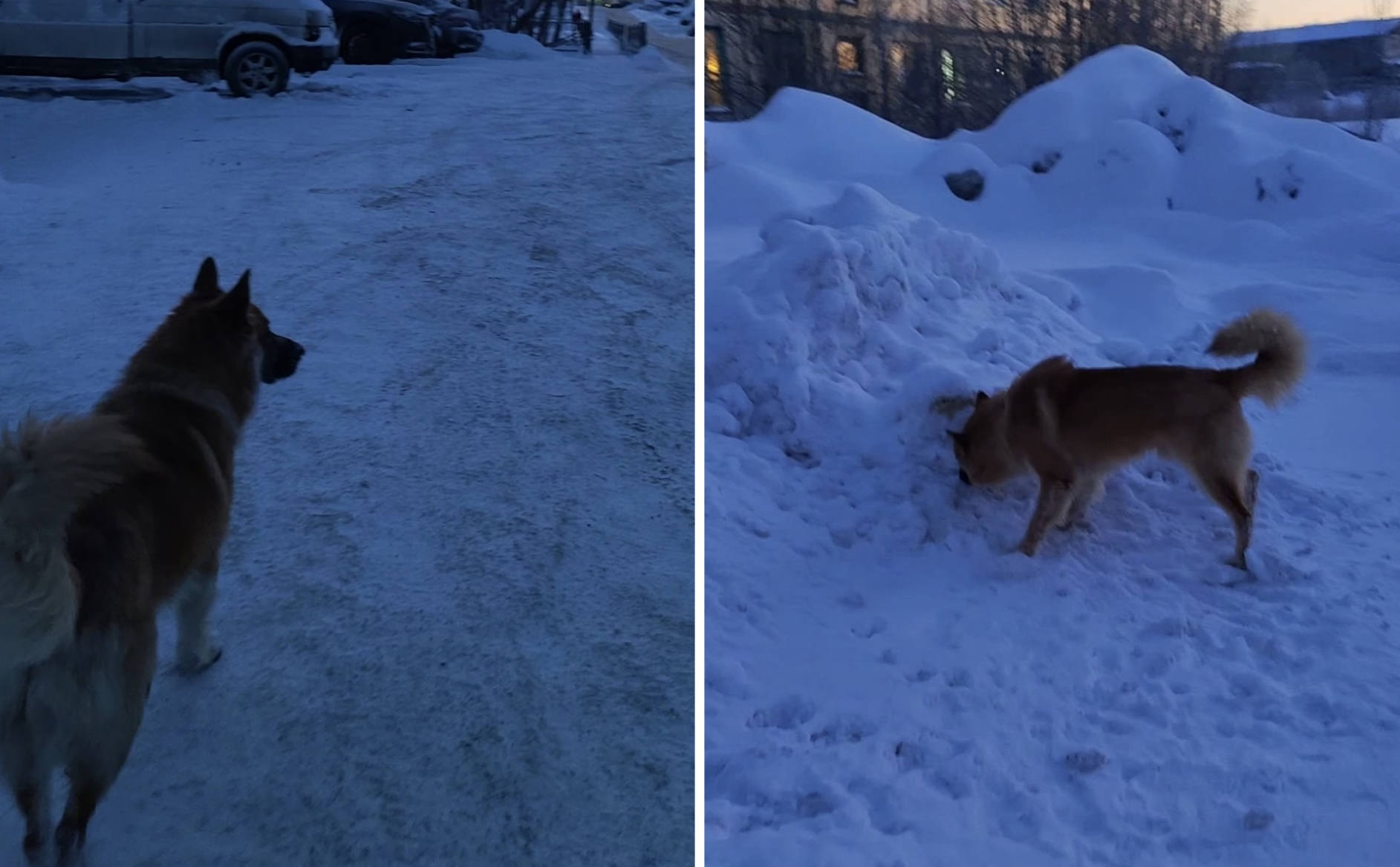 «Хозяевам по барабану»: в Полярном домашний пес на самовыгуле нападает на детей и взрослых
