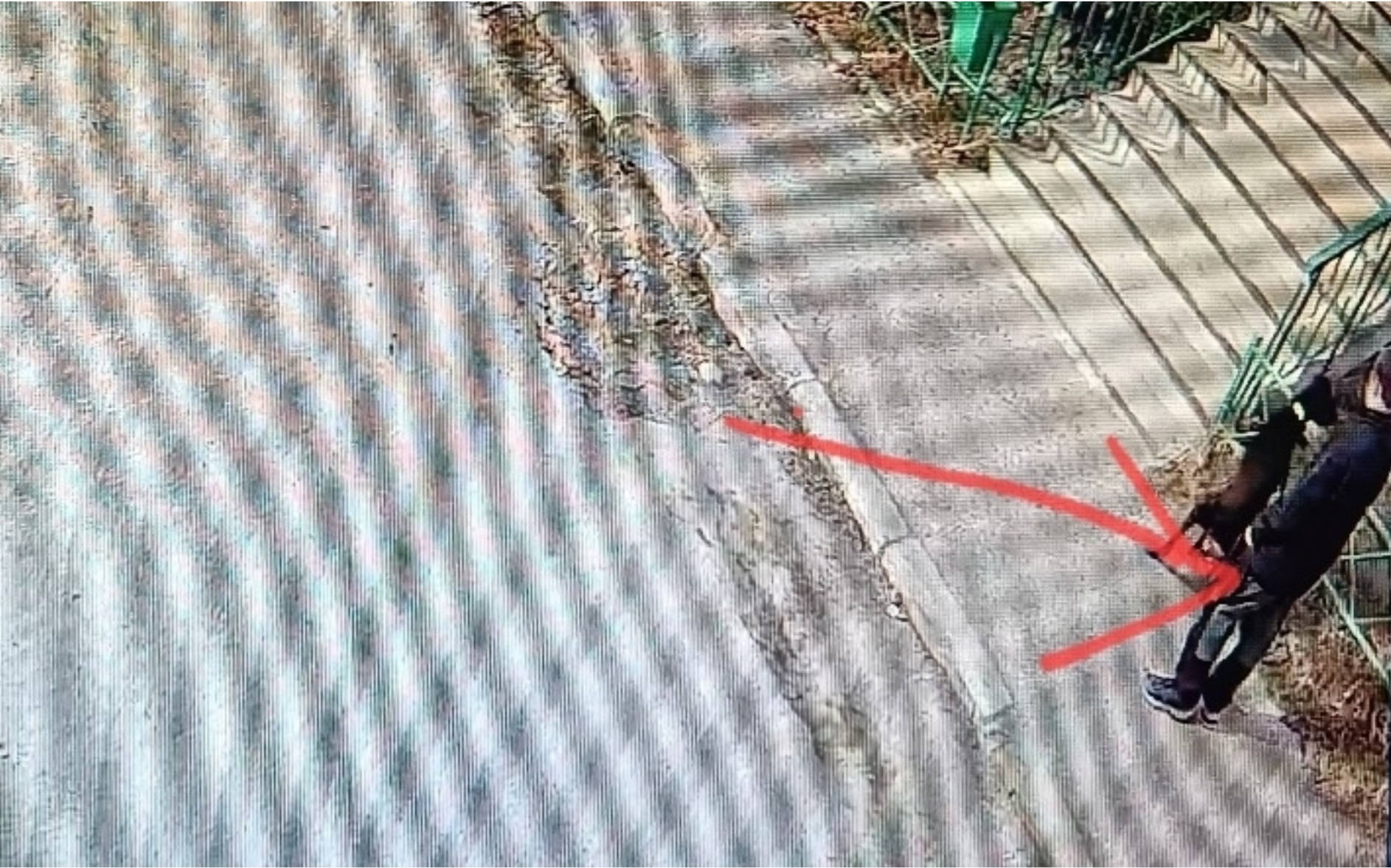 «Наложил у подъезда»: жители Кандалакши требуют от владельца добермана убирать за питомцем