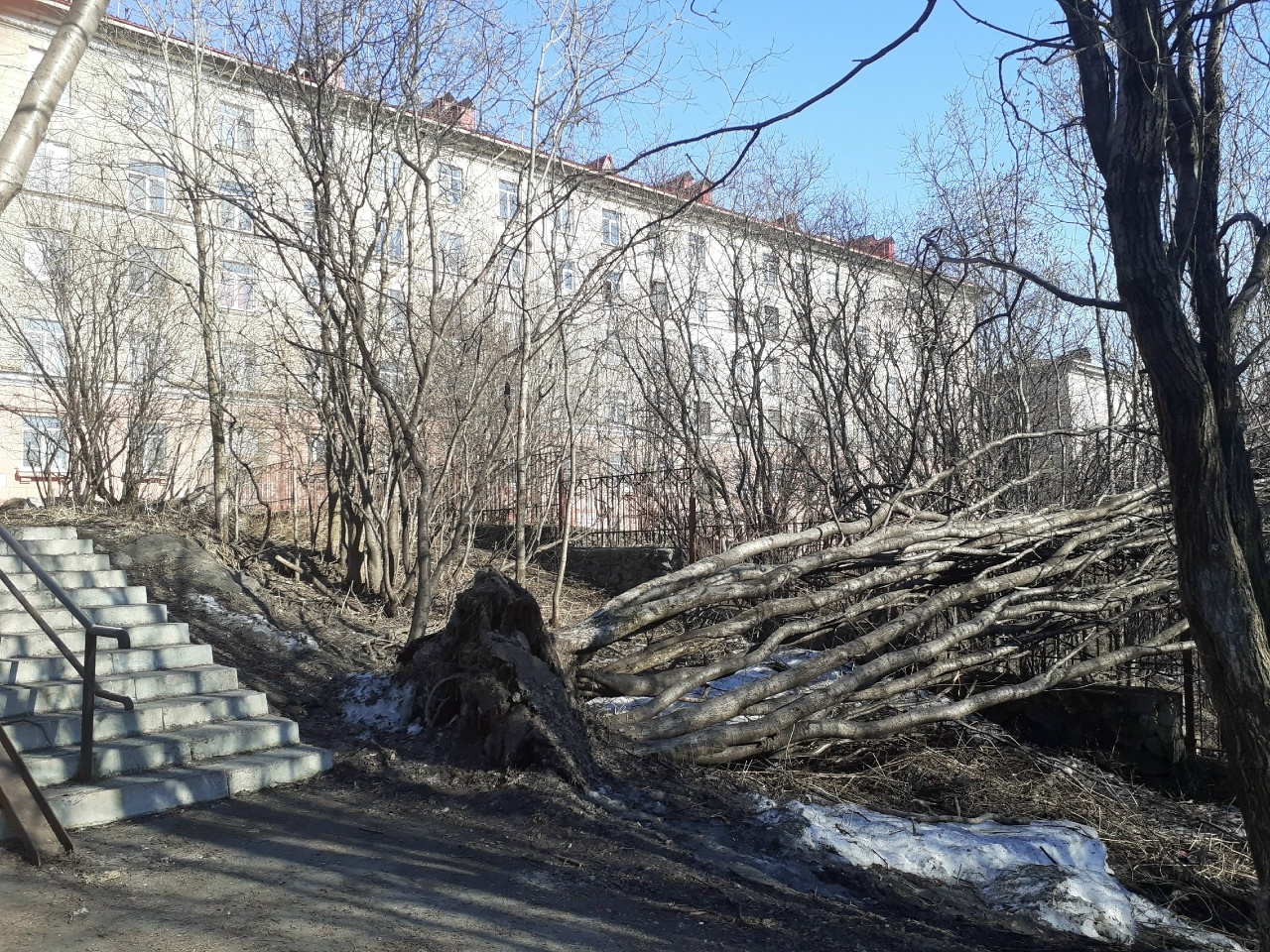 В Североморске коммунальщики «забыли» про дерево, поваленное прошлогодним ураганом