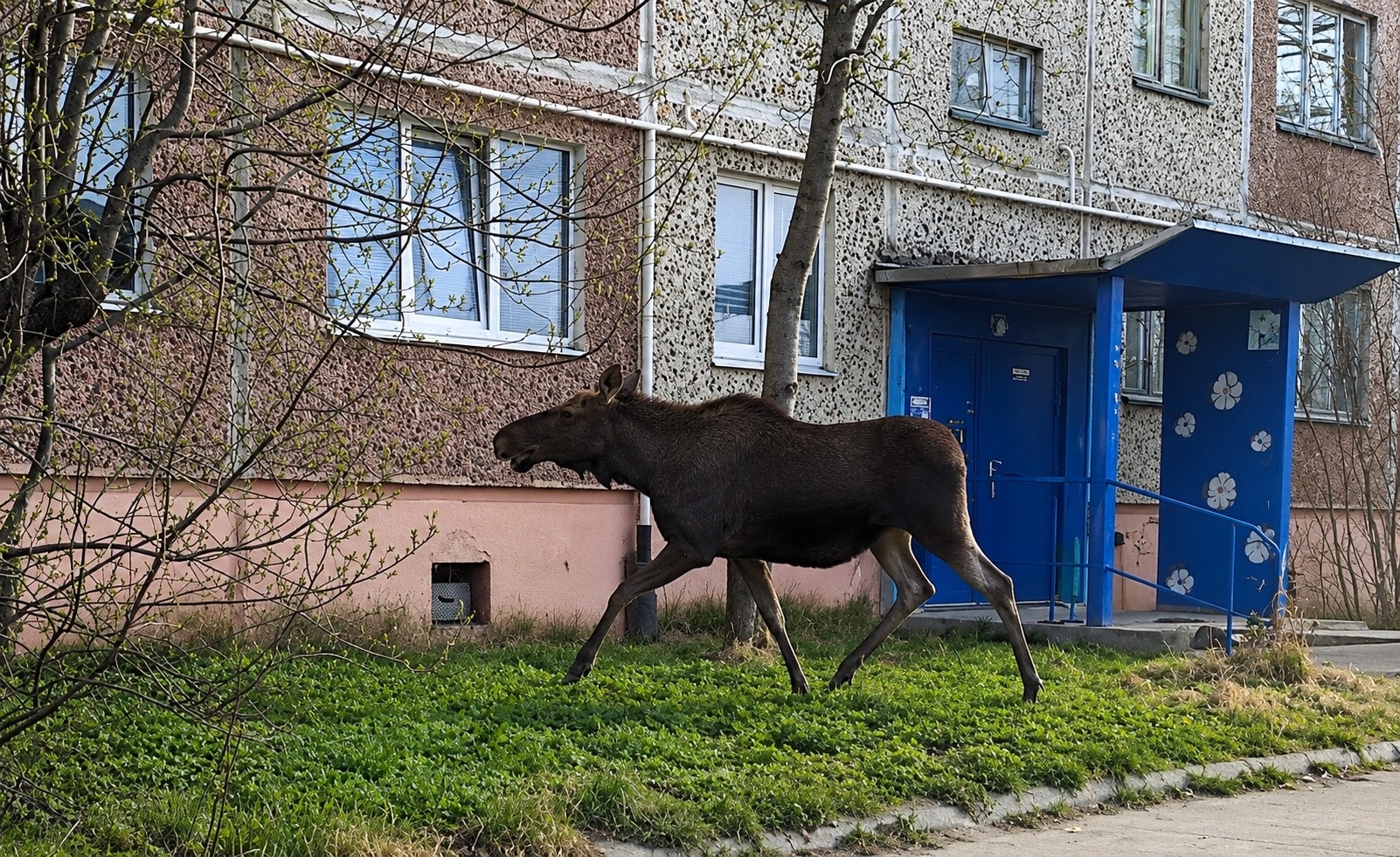 В Апатитах выбежавший из леса лось пытался залезть в окно дома