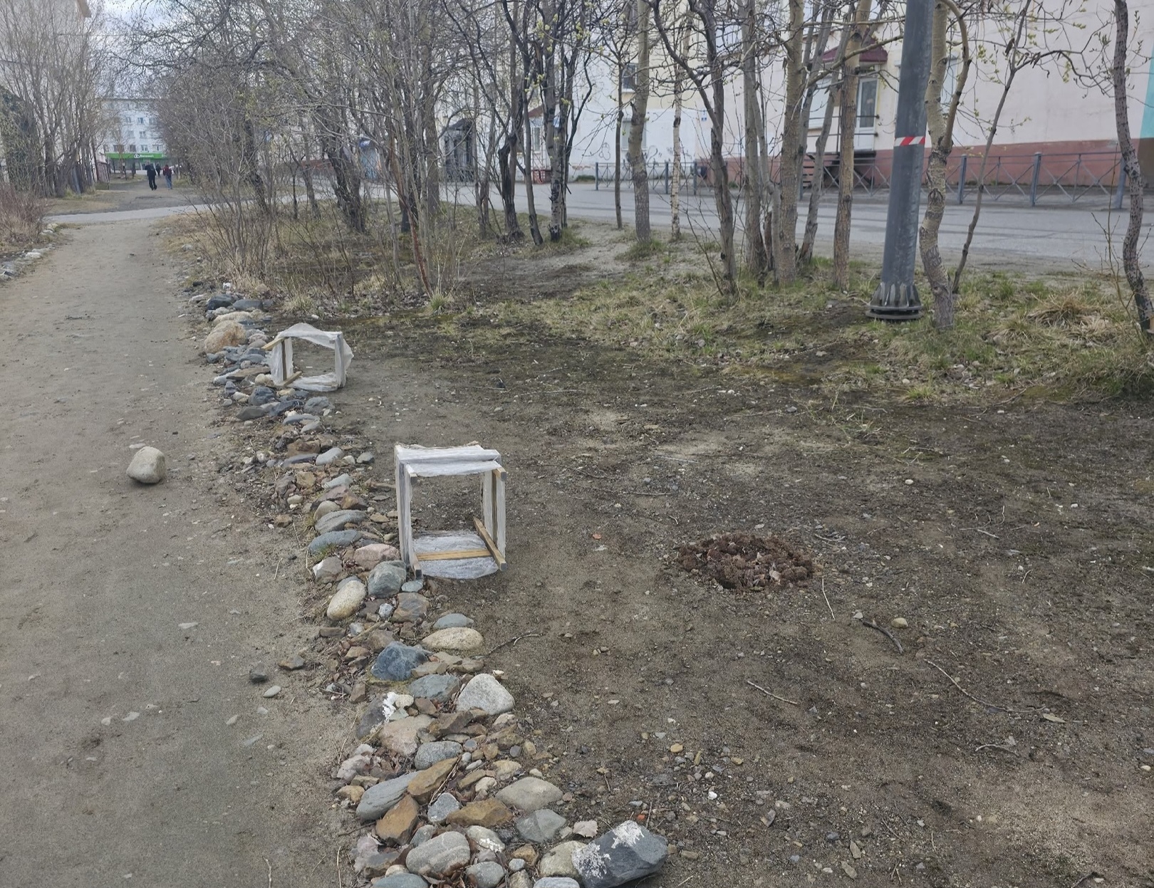 «Выкопали и увезли на дачу»: в парке Никеля украли молодые кедры